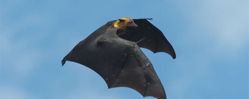 蝙蝠属于什么动物 蝙蝠属于什么动物类型