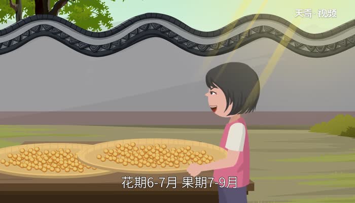 豌豆发芽了还能吃吗 新鲜的豌豆出了点小芽能吃吗	
