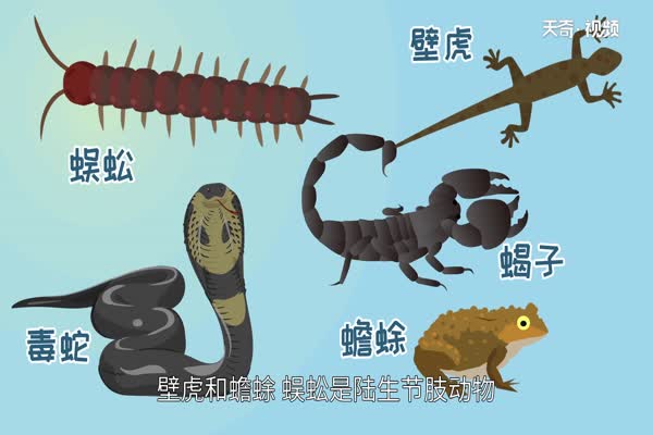 五毒是哪五毒 五毒之王是谁