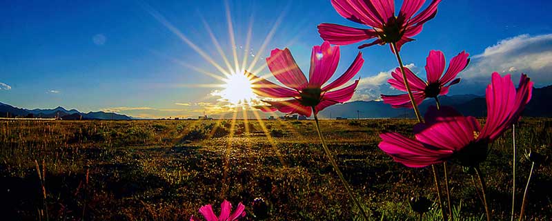 格桑花花语 格桑花花语是什么