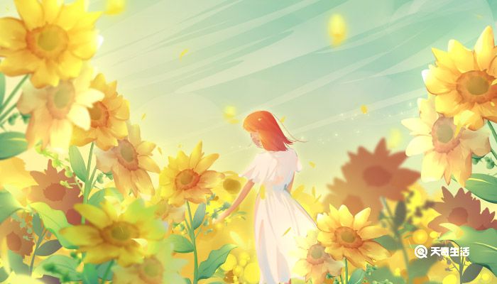 太阳花的花语 太阳花的花语和寓意