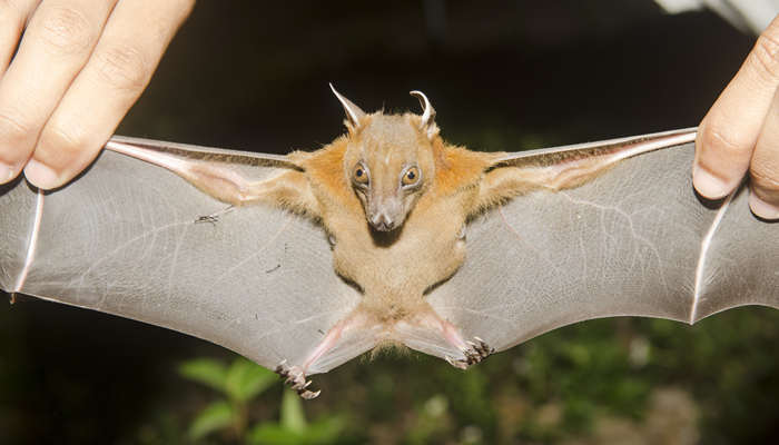 蝙蝠属于什么动物 蝙蝠属于什么动物类型