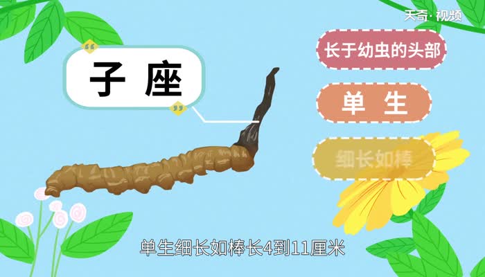 虫草是什么 吃虫草有什么禁忌
