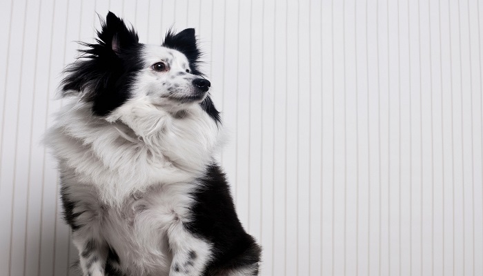 边境牧羊犬优缺点 边境牧羊犬有什么优点和缺点