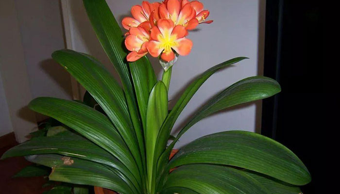 适合室内养的植物 适合室内养的植物有哪些
