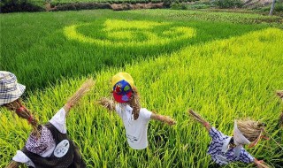 旱稻施肥的正确方法（旱稻如何施肥）