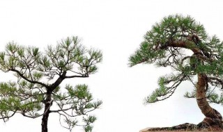 松树的养殖方法详解 松树的养殖方法和注意事项