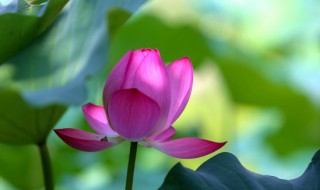 荷花的瓶养方法（荷花插瓶子怎么养）