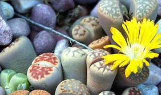 怎么养生石花（养生石花的好处）