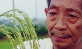 袁隆平怎么发现水稻的 袁隆平怎么发现水稻的作文