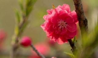 怎么样桃花运会好 桃花运的运气如何