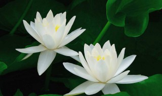 白莲花什么意思形容人（形容别人白莲花）