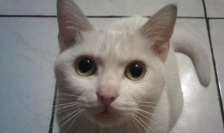 梦见猫是什么预兆（梦见猫是什么预兆周公解梦）