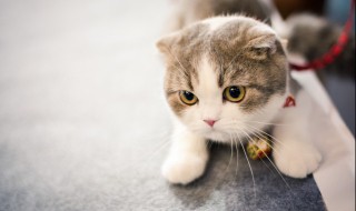 为什么养猫就没有蟑螂（养猫会没有蟑螂吗）