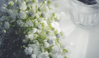 满天星的花语是什么意思（各种颜色的满天星的花语是什么意思）