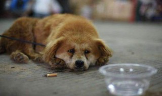 看见的流浪狗应该怎么做 看见的流浪狗应该怎么做作文