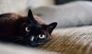 梦见猫进家里好吗（梦见猫进家里好吗什么意思）