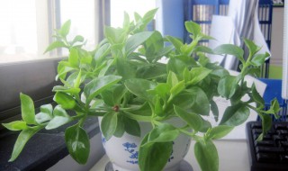 一进门见到什么植物好（一进门见到什么植物好龙须）