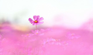 格桑花花语美句（格桑花唯美句子花语）