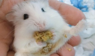 被仓鼠咬了怎么办 被仓鼠咬了怎么办?出血很浅