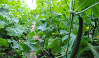 秋黄瓜种植时间和方法（秋黄瓜种植时间和方法图片）