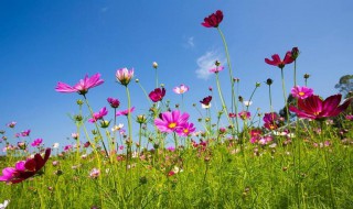 格桑花唯美花语（格桑花花语图片）