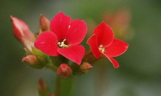 10大吉利花（10大吉利花米兰怎么养）