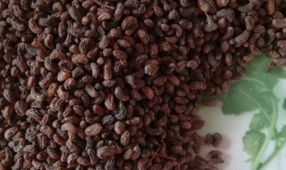 女贞子的食用方法（女贞子的食用方法与用量）