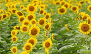 怎么选向日葵花 怎么介绍向日葵花