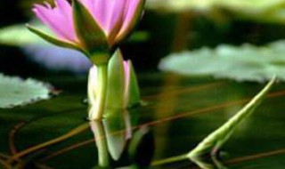 莲子怎么种（莲子怎么种植方法 家养）