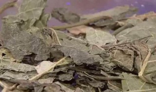 干桑叶泡水喝的功效和作用 干桑叶泡水喝的功效和作用是什么
