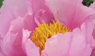 国花有哪些 国花有哪些花