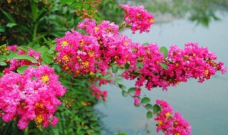 痒痒树花有什么功效（痒痒树是什么花）