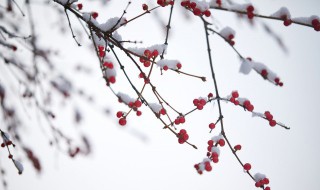 梦见下大雪 梦见下大雪是什么征兆 男性