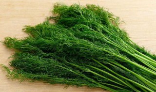 孕妇能吃茴香吗（孕妇能吃茴香苗饺子吗）
