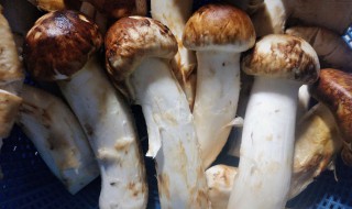 鲜松茸如何保存能够多放点时间（鲜松茸怎么保管能时间长一些）