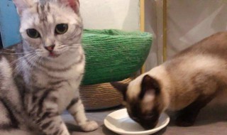半熟的鸡胸肉可以给猫吃吗 半熟的鸡胸肉可以给猫吃吗有营养吗