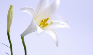 百合花适合室内养吗（百合花适合室内养吗风水）