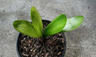 客厅最旺宅的大型植物 客厅最旺宅的大型植物平安树