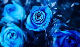 为什么不能送蓝玫瑰 为什么不能送蓝玫瑰 新闻