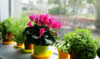 芙蓉花浇水的正确方法 芙蓉花浇水的正确方法图片