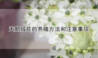 天鹅绒花的养殖方法和注意事项 天鹅绒花的养殖方法和注意事项有哪些