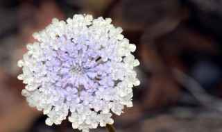 翠珠花有毒吗（翠珠花有毒吗?）