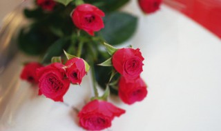 玫瑰花花苞下垂怎么办 玫瑰花花苞下垂怎么办呢