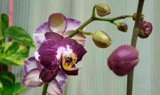 蝴蝶兰叶子掉光了还能活吗（蝴蝶兰叶子掉光了还能活吗视频）