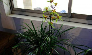 蕙兰花谢了 蕙兰花谢了 怎么处理