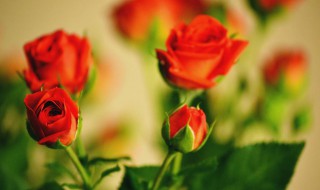 玫瑰花叶子蔫了是怎么回事啊（玫瑰花叶子打蔫是怎么回事）