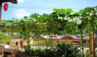 屋后不能种什么树（门前屋后不能种什么树）