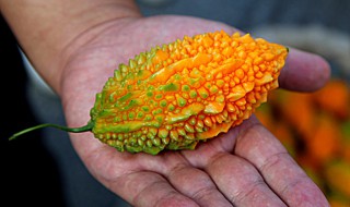 金癞瓜的种植方法和时间（金癞瓜生长过程）