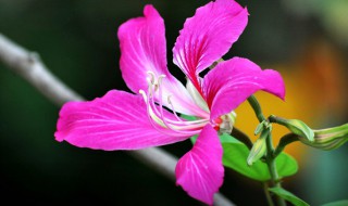 香港的区花是什么花（香港的区花是什么花,象征什么）